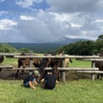 戸隠キャンプ場のウマの前