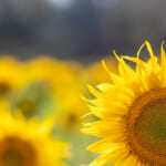 【画像】東京都内で見に行ける！　インスタにアップしたい夏の花5選【関東エリア】 〜 画像1