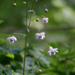 【画像】東京都内で見に行ける！　インスタにアップしたい夏の花5選【関東エリア】 〜 画像1