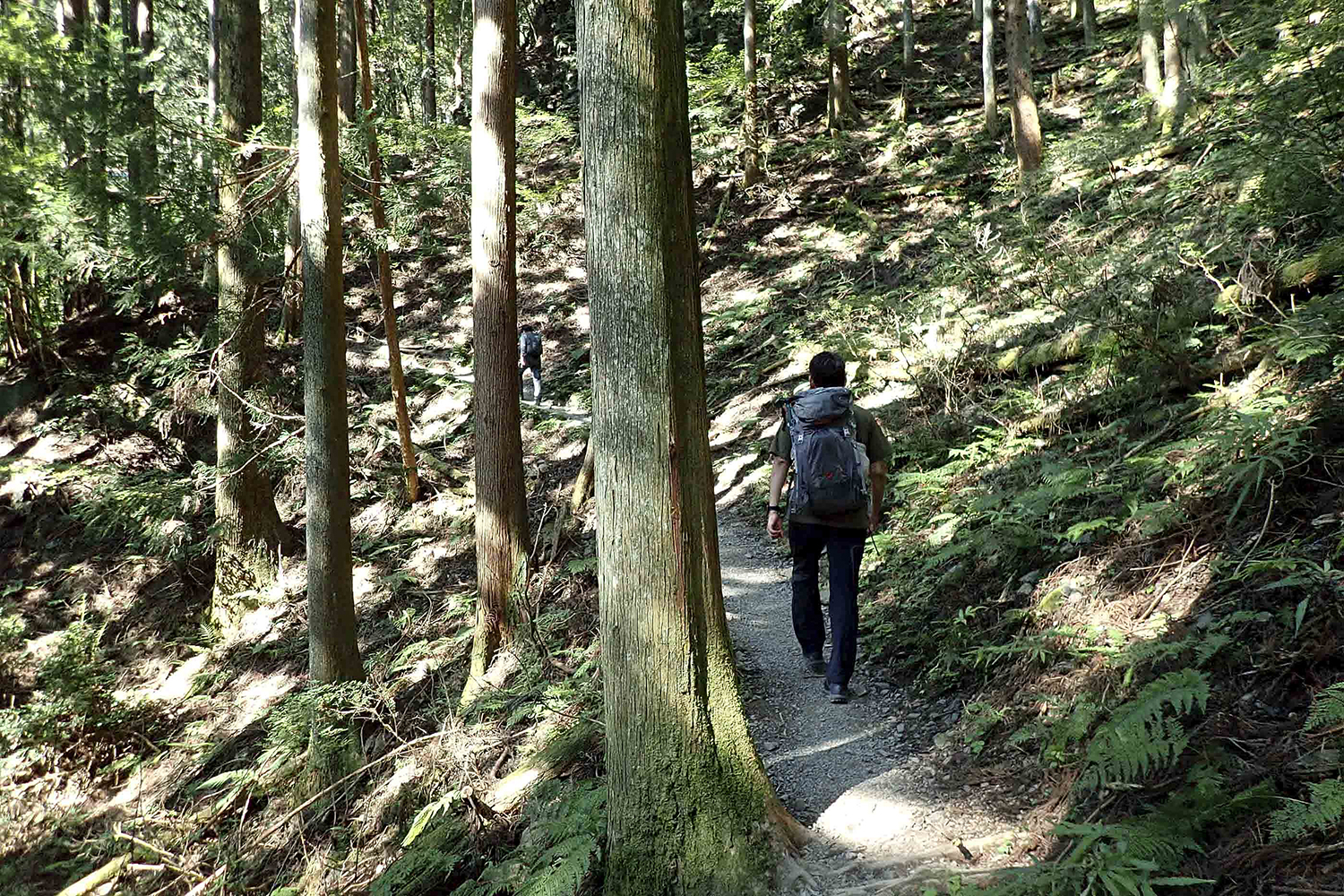 棒ノ折山の山道