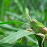 【画像】昆虫の専門家に教えてもらおう！　虫たちとの上手な付き合い方【バッタ編】 〜 画像1