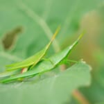 【画像】昆虫の専門家に教えてもらおう！　虫たちとの上手な付き合い方【バッタ編】 〜 画像1