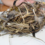 【画像】ソトラバこども相談室【鳥編】vol.01  鳥はどうやって巣を作る？ 〜 画像1