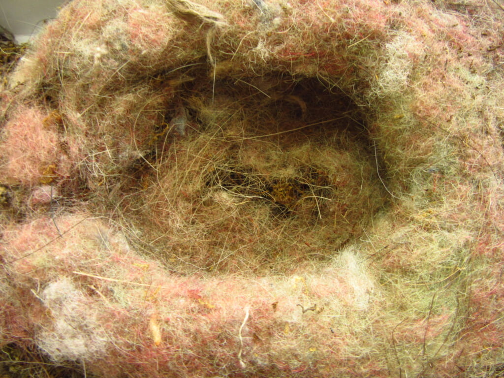 シジュウカラの巣2