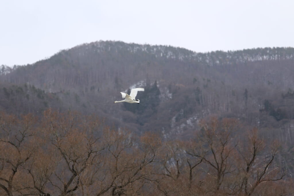 渡り鳥と山のイメージカット