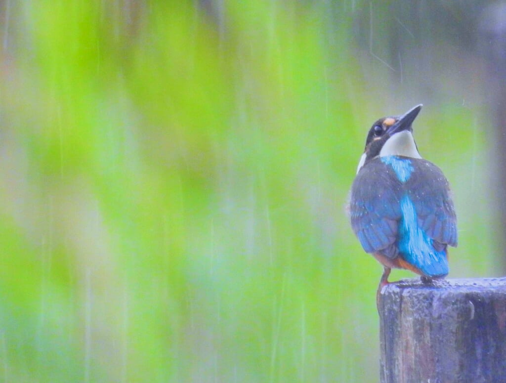 雨の中のカワセミ