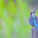 雨の中のカワセミ