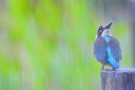 雨の中のカワセミ