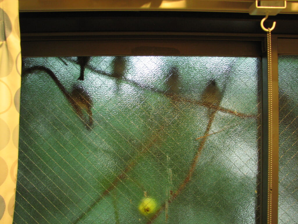 台風のときに休む鳥たち