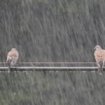 【画像】ソトラバこども相談室【鳥編】 vol.05　台風のとき鳥はどこにいるの？ 〜 画像1