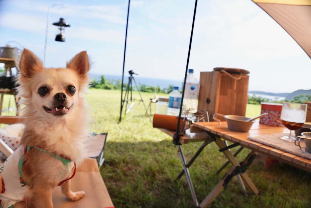 愛犬連れのキャンプ