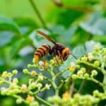 【画像】昆虫の専門家に教えてもらおう！　虫たちとの上手な付き合い方【危険な昆虫編】 〜 画像1