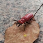 【画像】昆虫の専門家に教えてもらおう！　虫たちとの上手な付き合い方【危険な昆虫編】 〜 画像1