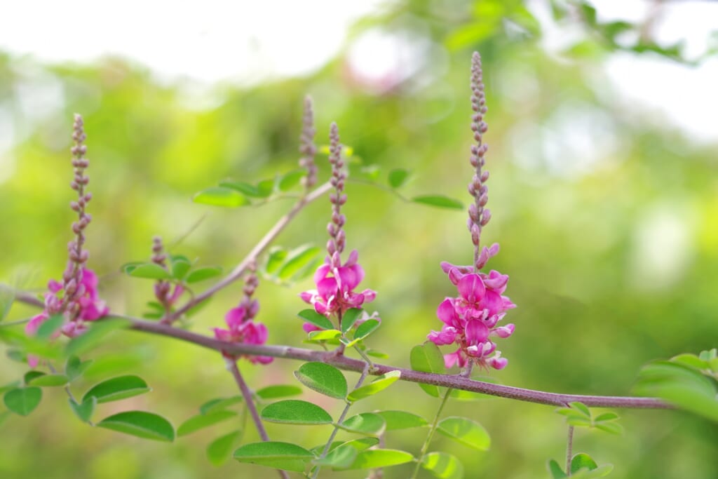 初秋を彩る可憐なコマツナギの花