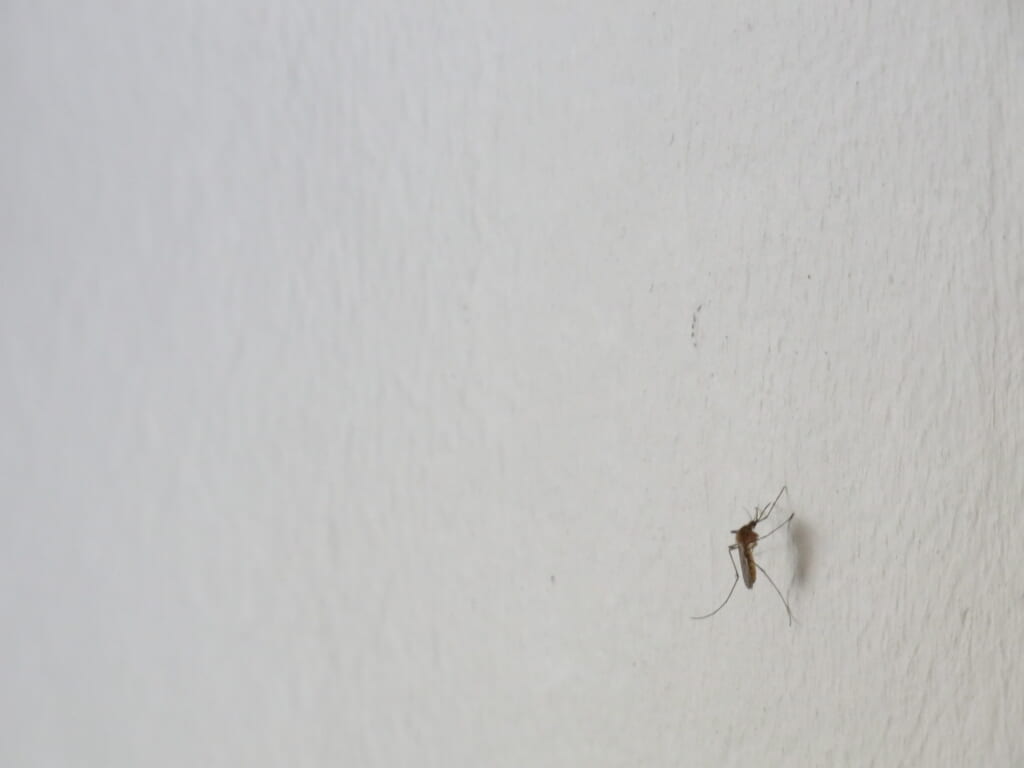 壁に止まる蚊