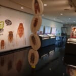 【画像】昆虫の専門家に教えてもらおう！　虫たちとの上手な付き合い方【セミ編】 〜 画像1