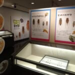 【画像】昆虫の専門家に教えてもらおう！　虫たちとの上手な付き合い方【セミ編】 〜 画像1