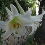 【画像】四季を感じる草花図鑑　vol.03　美しさと繁殖力のいずれもケタ違い【タカサゴユリ】 〜 画像1