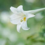【画像】四季を感じる草花図鑑　vol.03　美しさと繁殖力のいずれもケタ違い【タカサゴユリ】 〜 画像1