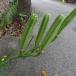 【画像】四季を感じる草花図鑑　vol.03　美しさと繁殖力のいずれもケタ違い【タカサゴユリ】 〜 画像1