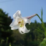 【画像】四季を感じる草花図鑑　vol.03　美しさと繁殖力のいずれもケタ違い【タカサゴユリ】 〜 画像1