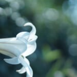 【画像】四季を感じる草花図鑑　vol.03　美しさと繁殖力のいずれもケタ違い【タカサゴユリ】 〜 画像1