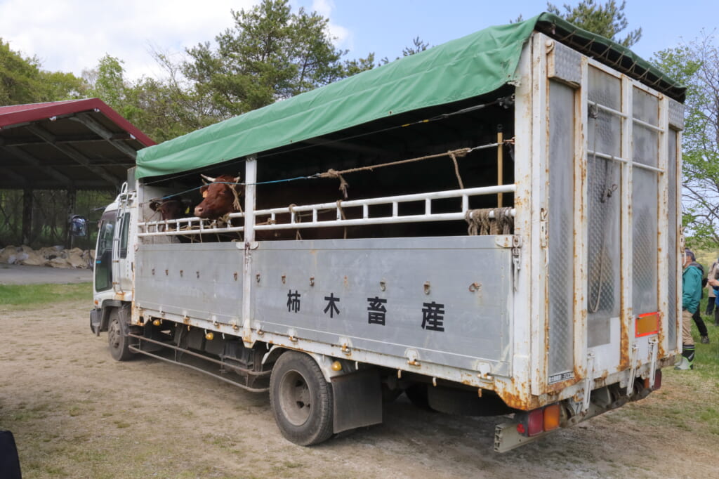 山形村短角牛