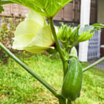 【画像】オクラは「見て」楽しむ野菜だった！　すぐに役立つ「選び方」と「調理レシピ」をご紹介 〜 画像1