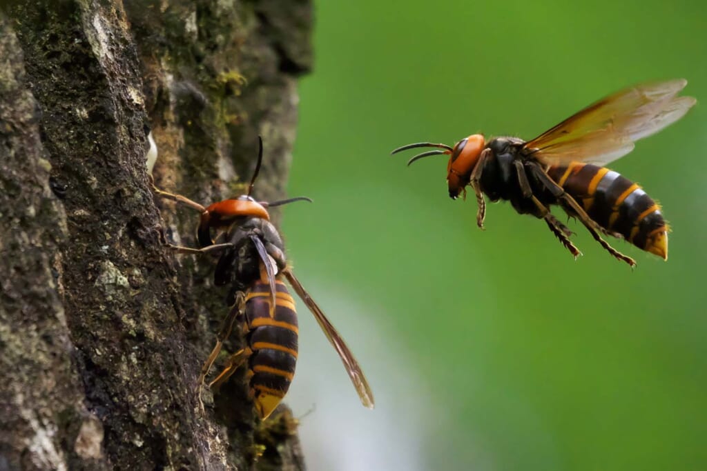 秋に活動が活発になるスズメバチ