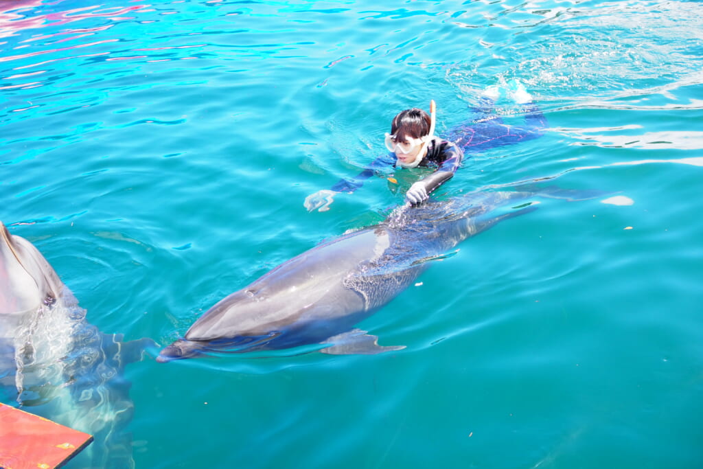 体験型施設 Dolphin Fantasy伊東でイルカと泳ぐ姫乃たま