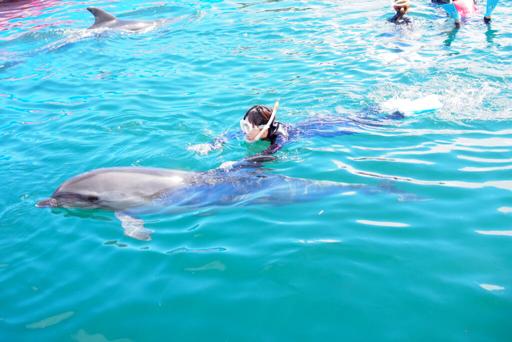 体験型施設 Dolphin Fantasy伊東でイルカと泳ぐ