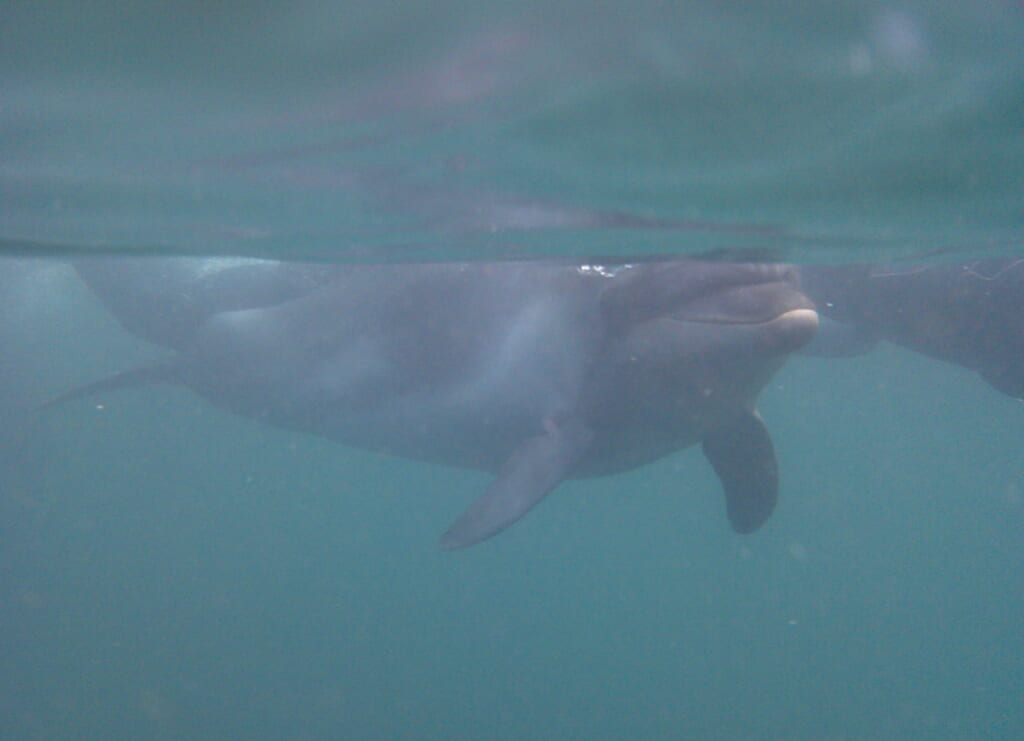 体験型施設 Dolphin Fantasy伊東のイルカ　水中撮影　水中カメラ