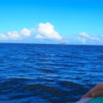 【画像】姫乃たまの「おそとで生きるもん！」 vol.14　伊豆の海でイルカと一緒に泳いでみた！ 〜 画像1