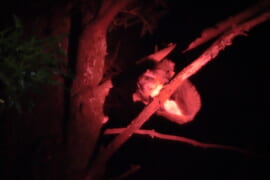 ムササビを観察の様子