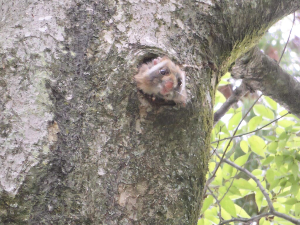 巣穴から顔をだすムササビ