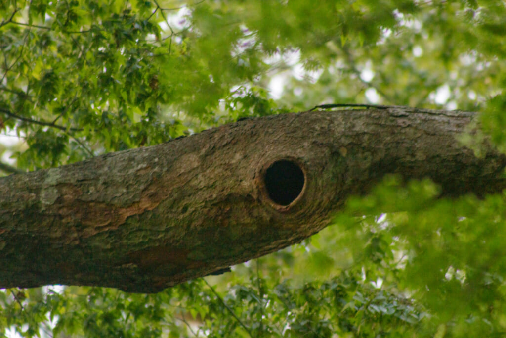 ムササビが巣にする樹洞