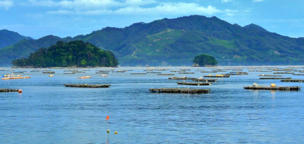 山田湾の牡蠣棚