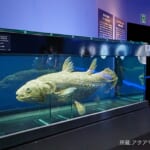 【画像】海の全てを解き明かす！　国立科学博物館《特別展》「海   ─生命のみなもと─」ルポ【前編】 〜 画像1