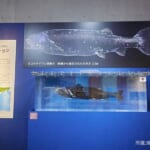 【画像】海の全てを解き明かす！　国立科学博物館《特別展》「海　─生命のみなもと─」ルポ【後編】 〜 画像1