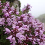 【画像】牧野富太郎も通った薬草と花の名山。高山植物を愛でながら伊吹山ハイキング【前編】 〜 画像1