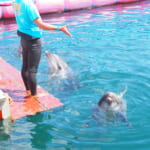 【画像】イルカと一緒に海で泳ごう！　伊豆にある夢のような体験施設「ドルフィンファンタジー伊東」 〜 画像1