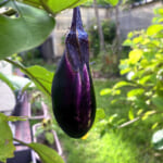 【画像】家庭菜園で育てた「茄子」を収穫！「秋茄子」は栄養も食感も豊かです 〜 画像1