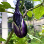 【画像】家庭菜園で育てた「茄子」を収穫！「秋茄子」は栄養も食感も豊かです 〜 画像1
