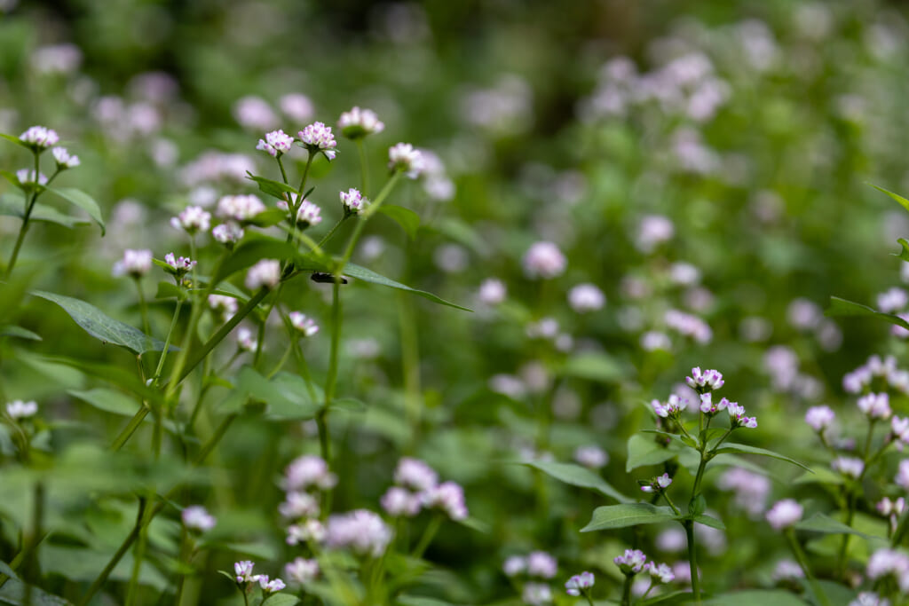 ミゾソバの花