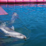 【画像】イルカと一緒に海で泳ごう！　伊豆にある夢のような体験施設「ドルフィンファンタジー伊東」 〜 画像1