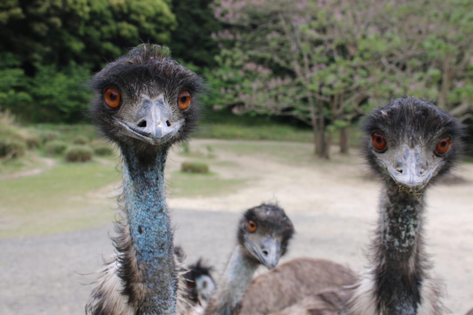 飛べないけれど羽根はある！ オーストラリアで独特の進化を遂げた「エミュー」【へんないきもの・鳥編 vol.01】 soto lover