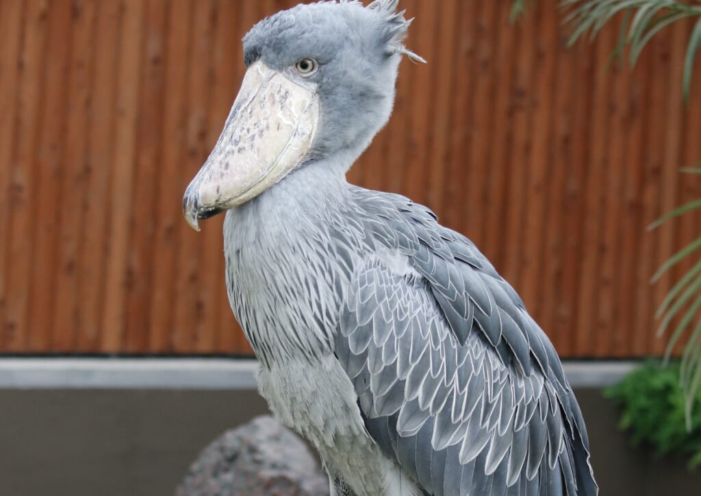 掛川花鳥園のアイドル・ハシビロコウのふたば