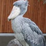 掛川花鳥園のアイドル・ハシビロコウのふたば