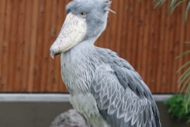 掛川花鳥園のアイドル・ハシビロコウのふたば