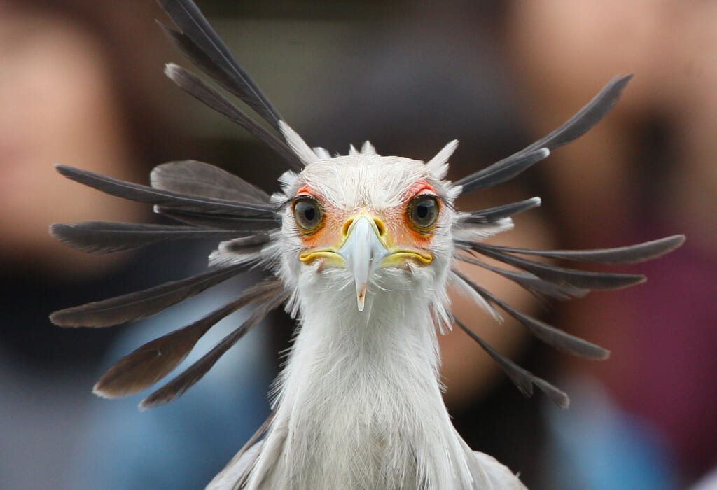 鳥界を代表する美形鳥のヘビクイワシ